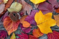 Dimex Autumn Leaves Vlies Fotobehang 375x250cm 5-banen