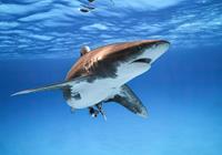 Komar Great White Shark Vlies Fotobehang 400x280cm 8-banen
