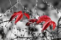 Dimex Red Leaves on Black Vlies Fototapete 375x250cm 5-Bahnen