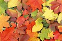 Dimex Colourful Leaves Vlies Fotobehang 375x250cm 5-banen