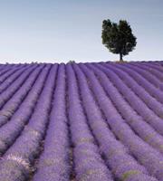 Dimex Lavender Field Vlies Fotobehang 225x250cm 3-banen