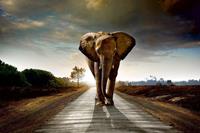 Dimex Walking Elephant Vlies Fotobehang 375x250cm 5-banen