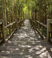 Dimex Mangrove Forest Vlies Fotobehang 225x250cm 3-banen