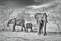 Wizard+Genius Elephant Family Vlies Fotobehang 384x260cm 8-banen