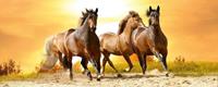 Dimex Horses in Sunset Vlies Fotobehang 375x150cm 5-banen