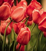Dimex Red Tulips Vlies Fotobehang 225x250cm 3-banen