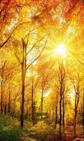 Dimex Sunny Forest Vlies Fotobehang 150x250cm 2-banen