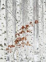 Wizard+Genius White Birch Forest Vlies Fotobehang 192x260cm 4-banen