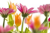 Dimex Spring Flowers Vlies Fotobehang 375x250cm 5-banen