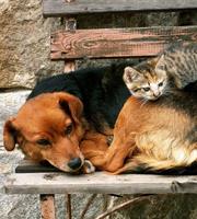 Dimex Cat and Dog Vlies Fotobehang 225x250cm 3-banen