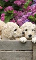Dimex Labrador Puppies Vlies Fotobehang 150x250cm 2-banen