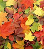 Dimex Colourful Leaves Vlies Fotobehang 225x250cm 3-banen