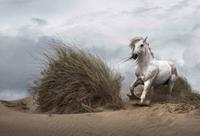 Wizard+Genius White Wild Horse Vlies Fotobehang 384x260cm 8-banen