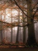 Wizard+Genius Foggy Autumn Forest Vlies Fotobehang 192x260cm 4-banen