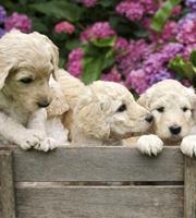 Dimex Labrador Puppies Vlies Fotobehang 225x250cm 3-banen