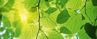 Dimex Green Leaves Vlies Fotobehang 375x150cm 5-banen