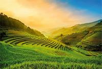 Wizard+Genius Terraced Rice Field In Vietnam Vlies Fotobehang 384x260cm 8-banen
