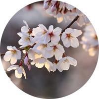 Wizard+Genius Cherry Blossoms Vlies Fotobehang 140x140cm rond