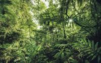 Komar Into The Jungle Vlies Fotobehang 400x250cm 4-banen