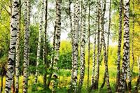 Dimex Birch Forest Vlies Fototapete 375x250cm 5-Bahnen