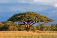 Dimex Acacia Tree Vlies Fotobehang 375x250cm 5-banen