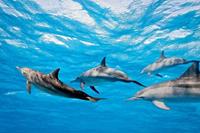 Dimex Dolphins Vlies Fotobehang 375x250cm 5-banen