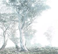Komar Magic Trees Vlies Fototapete 300x280cm 3-Bahnen