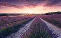 Komar Lavender Dream Vlies Fototapete 450x280cm 9-Bahnen