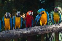 Dimex Colourful Macaw Vlies Fototapete 375x250cm 5-Bahnen