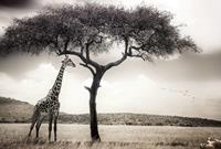 Wizard+Genius Giraffe Safari Vlies Fotobehang 384x260cm 8-banen