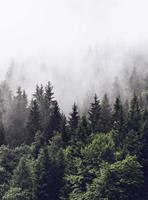 Wizard+Genius Foggy Forest Vlies Fotobehang 192x260cm 4-banen