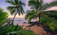 Komar Hawaiian Dreams Vlies Fotobehang 450x280cm 9-banen
