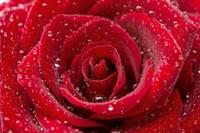 Dimex Red Rose Vlies Fotobehang 375x250cm 5-banen