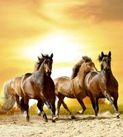 Dimex Horses in Sunset Vlies Fotobehang 225x250cm 3-banen