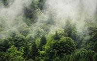 Komar Forest Land Vlies Fotobehang 400x250cm 4-banen