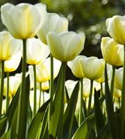 Dimex White Tulips Vlies Fotobehang 225x250cm 3-banen