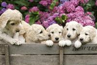 Dimex Labrador Puppies Vlies Fotobehang 375x250cm 5-banen
