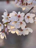 Wizard+Genius Cherry Blossoms Vlies Fotobehang 192x260cm 4-banen