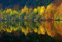 Wizard+Genius Autumn Forest Lake Vlies Fotobehang 384x260cm 8-banen
