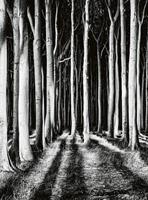 Wizard+Genius Ghost Forest Vlies Fotobehang 192x260cm 4-banen