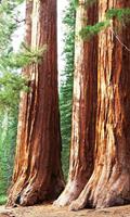 Dimex Sequoia Vlies Fotobehang 150x250cm 2-banen