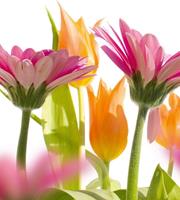 Dimex Spring Flowers Vlies Fotobehang 225x250cm 3-banen