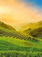 Wizard+Genius Terraced Rice Field In Vietnam Vlies Fotobehang 192x260cm 4-banen