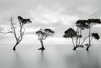 Wizard+Genius Trees in the Still Water Vlies Fotobehang 384x260cm 8-banen