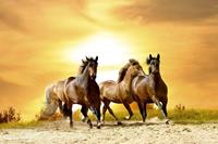 Dimex Horses in Sunset Vlies Fototapete 375x250cm 5-Bahnen