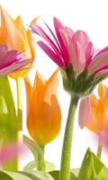 Dimex Spring Flowers Vlies Fotobehang 150x250cm 2-banen