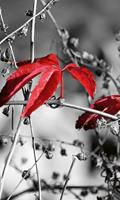 Dimex Red Leaves on Black Vlies Fotobehang 150x250cm 2-banen