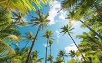 Komar Coconut Heaven Vlies Fotobehang 450x280cm 9-banen