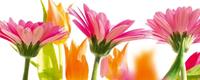 Dimex Spring Flowers Vlies Fotobehang 375x150cm 5-banen