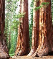 Dimex Sequoia Vlies Fotobehang 225x250cm 3-banen
